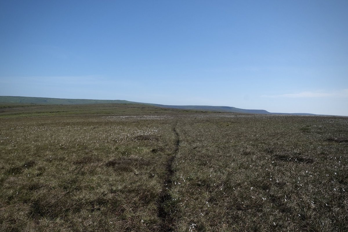 AxelbyRichard's tweet photo. Following thin paths from Birchin Clough to Over Wood Moss. Felt like I could walk all day and not see another soul… https://t.co/eSDVLrAbIH