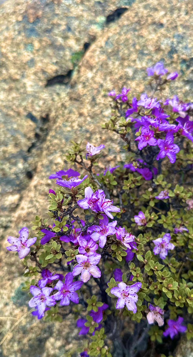Andrew Mackintosh βοΈ (@amacglac) on Twitter photo Beauty large and small on the Tibetan Plateau
<a href="/MonashEAE/">Monash Earth, Atmosphere and Environment ππͺοΈπ</a> Beauty large and small on the Tibetan Plateau
<a href="/MonashEAE/">Monash Earth, Atmosphere and Environment ππͺοΈπ</a>