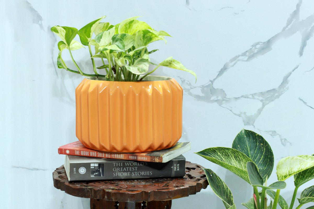 mananda_india's tweet photo. Our Tangy Orange pot brings a pop of color and energy to any room, creating a warm and inviting atmosphere that you and your loved ones will cherish. Our diverse range of colors ensures that there's a pot to suit every personality and home aesthetic. 
#mananda_passeddowntheages https://t.co/whkOzgt0e7