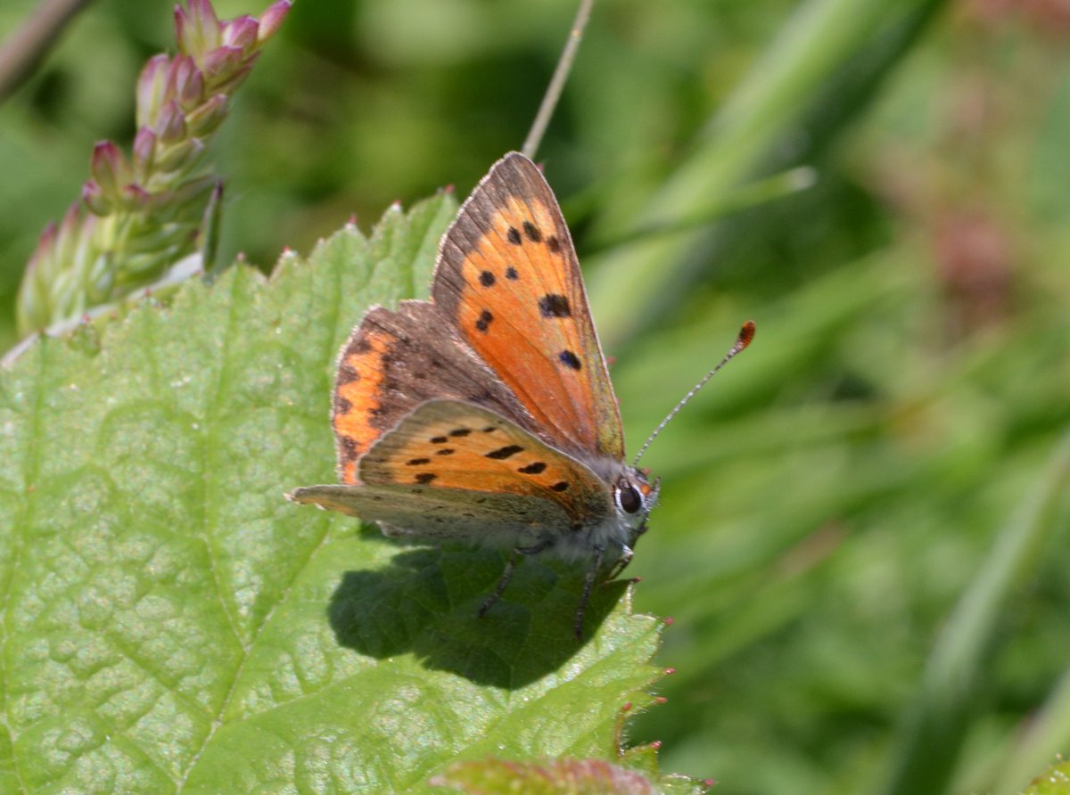Britnatureguide's tweet photo. Saw my first Small Copper of the year at Prees Heath in Shropshire this morning. https://t.co/nUV17T2o5W