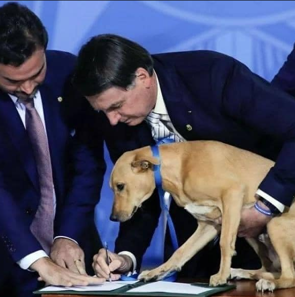 DogLovers03's tweet photo. Brazil's President Bolsonaro has signed a new law that increases penalties for those who mistreat pets. Direct witness of the ratification: his dog. Now those who harm cats and dogs face 24 months in prison, a hefty fine and the absolute ban on adopting other animals. https://t.co/bvvboAvk3h