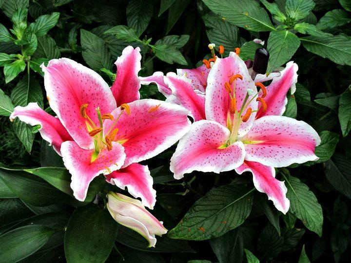 Asiatic Lilies, Longwood Gardens, Kennett Square, Pennsylvania USA IMG 2615
Canon PowerShot G11 Camera
Photograph by Roy Kelley
Roy and Dolores Kelley Photographs