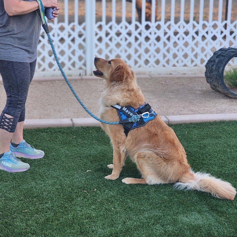 LegendAcres's tweet photo. Sharing pictures from a class in Surprise at Golden Puppies!
If you live in Wittman or even Wickenburg, this location would be perfect for you!
We love to watch all of the dogs who come to our classes grow and develop.
#LegendAcres #DogSuccess #DogTraining #DogLife https://t.co/wfQPykdBxm