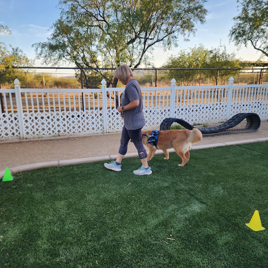 LegendAcres's tweet photo. Sharing pictures from a class in Surprise at Golden Puppies!
If you live in Wittman or even Wickenburg, this location would be perfect for you!
We love to watch all of the dogs who come to our classes grow and develop.
#LegendAcres #DogSuccess #DogTraining #DogLife https://t.co/wfQPykdBxm