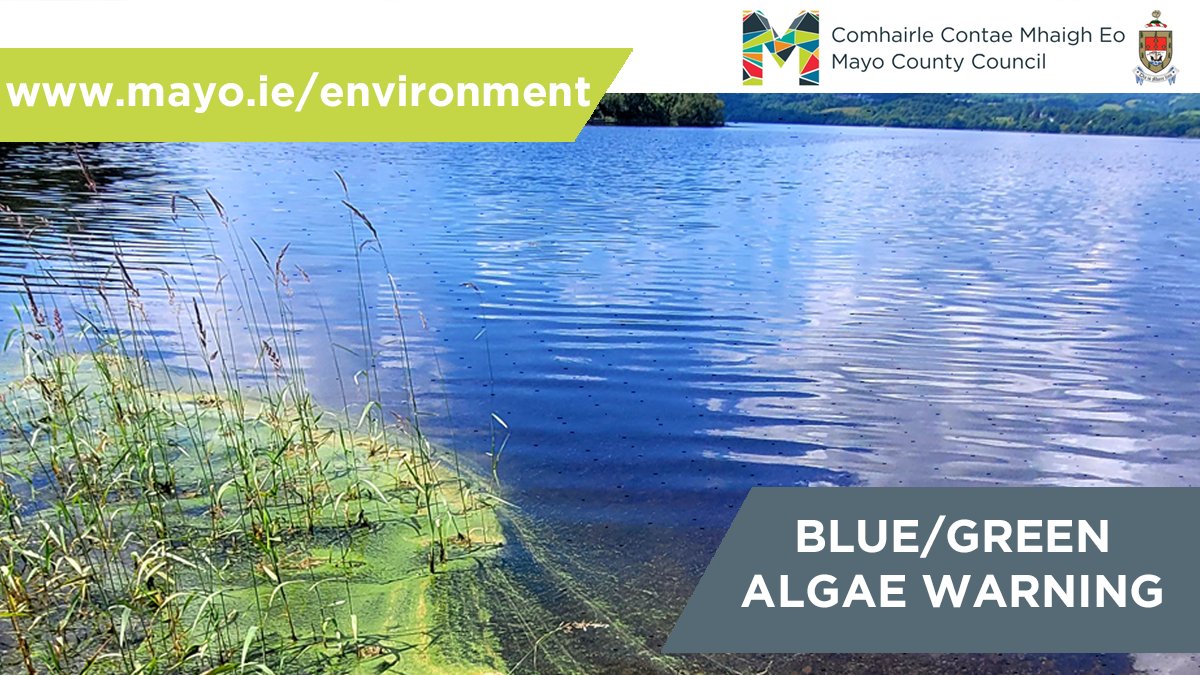 In warmer weather, natural algae blooms and cyanobacteria become more prevalent along river and lake shorelines. These produce toxins which have potential to cause illness in humans and fatalities of animals, especially dogs More: mayo.ie/news/AlgaeWarn…