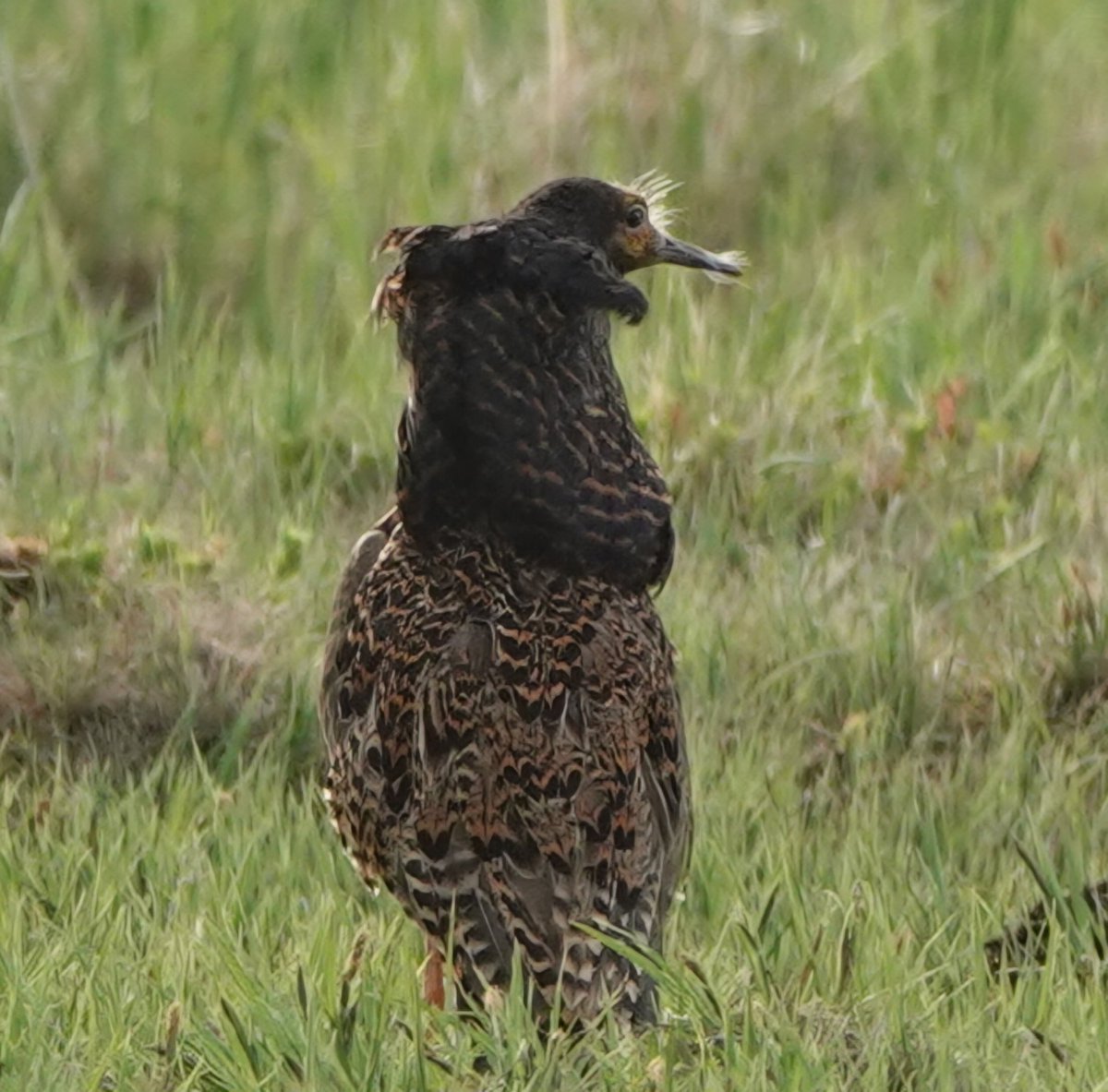 Three weeks of lekking behind in northern (65° N) ruffs. Ornaments a bit worn, but the most persistent still continue. #suokukko #Liminganlahti