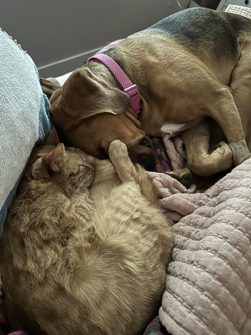 Timeline cleanse!! I woke up to Cat #3 and Pupperoni snuggling 🥹❤️ https://t.co/RQzGYdaDex<a href="/tag/lgbtqia"class="tags"><span>#lgbtqia</span></a>