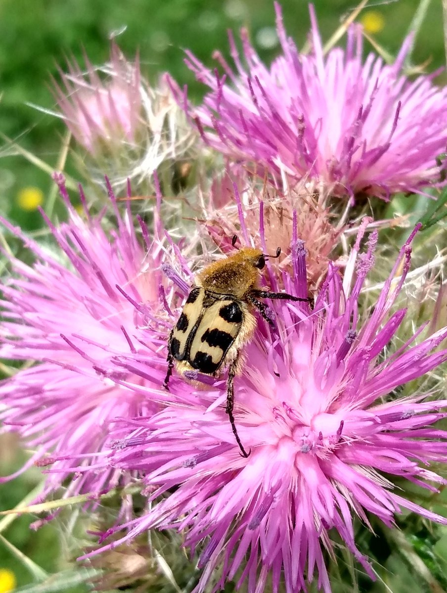 DGCerdeno's tweet image. 