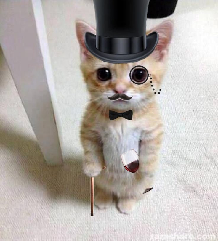 KichiBase's tweet photo. @henokcrypto A happy sunday for Kichi meow! https://t.co/Iio1puCo0X