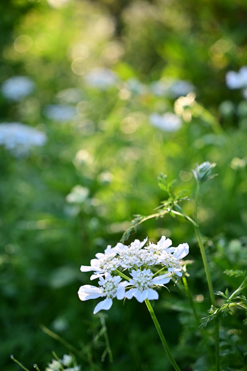 ご近所を散歩がてら巡るのが楽しい
住宅街をカメラ持ってうろついてるから
怪しまれないようにするにはどうすべきか