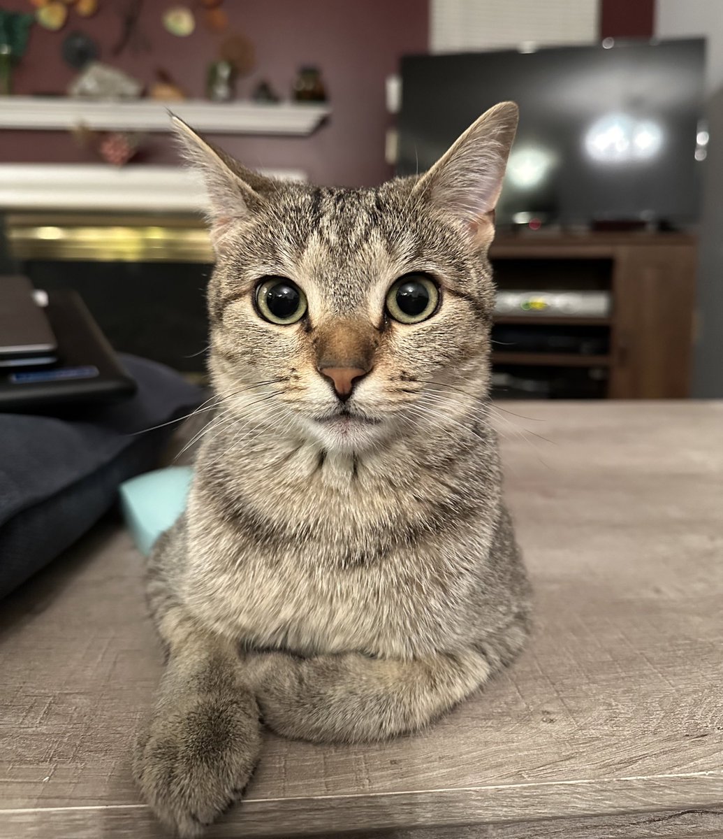 crits4cats's tweet photo. Please help Ash &amp; Willow find their forever home. They’re our longest fosters, having been in the rescue since September 2023. They are special needs (Ash more than Willow) and we would love to find them a home together. Their vet care is covered for life. https://t.co/BtVniSm0s0 https://t.co/SOOKAXbbx2