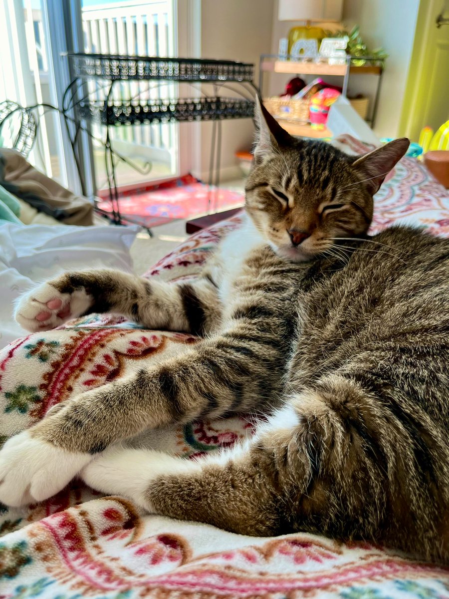MittyKittyCat's tweet photo. An furry sleepy boi 😴
#SundayNap #catsoftwitter #catsofx #catsontwitter #catsonx #tabbytroop #adoptdontshop #adoptdontbuy #cats https://t.co/gIOdyB25rE
