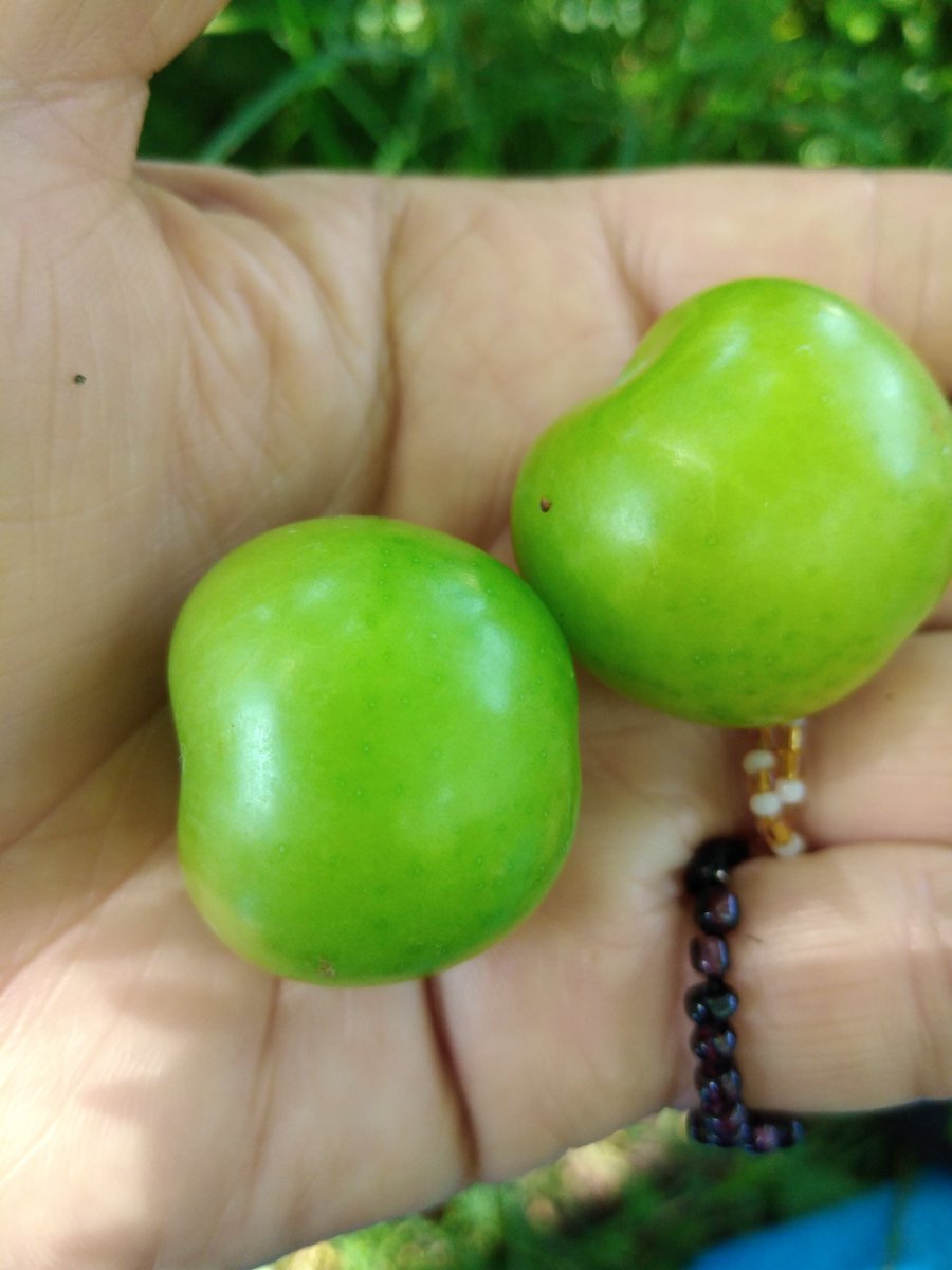 İnsan erik yerken kendini suçlu hissediyorsa! Bilin ki !.bir yerlerde eriği çok seven bir kızı vardır.