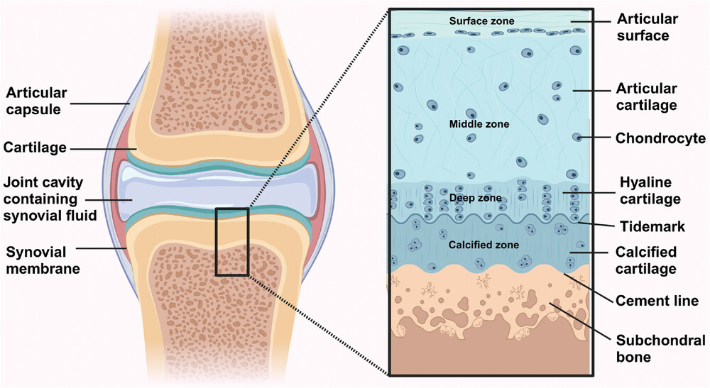 📖 The methods for establishing cartilage #organoids are summarized and an overview of the advantages and limitations of using 🧪 #matrigel in the cultivation of such organoids is provided.

👉 bit.ly/3wJyXTe