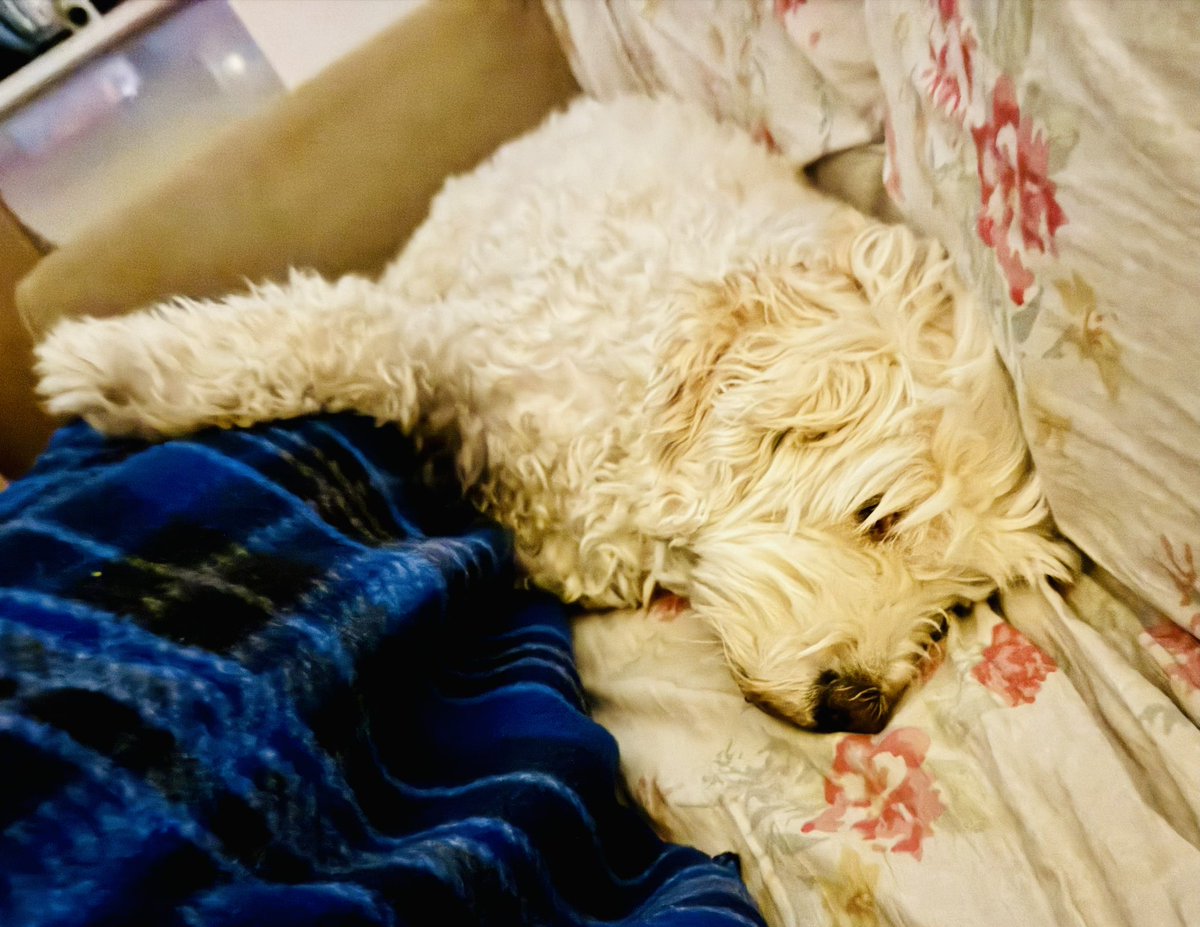 NeeraGuptaMD's tweet photo. Fell asleep on the couch. Woke up to find my sweet baby ❤️#Niko❤️ next to me with his legs on me 🥹. Niko melts my heart on a daily basis 🙏🏽🙏🏽. I just love him so much❣️❣️
#HeartDog #SoulDog #DogsAreAngels #BeautifulBlessing 🕊️🕊️🙏🏽🙏🏽🥰🥰 https://t.co/9Wbfim3DnY