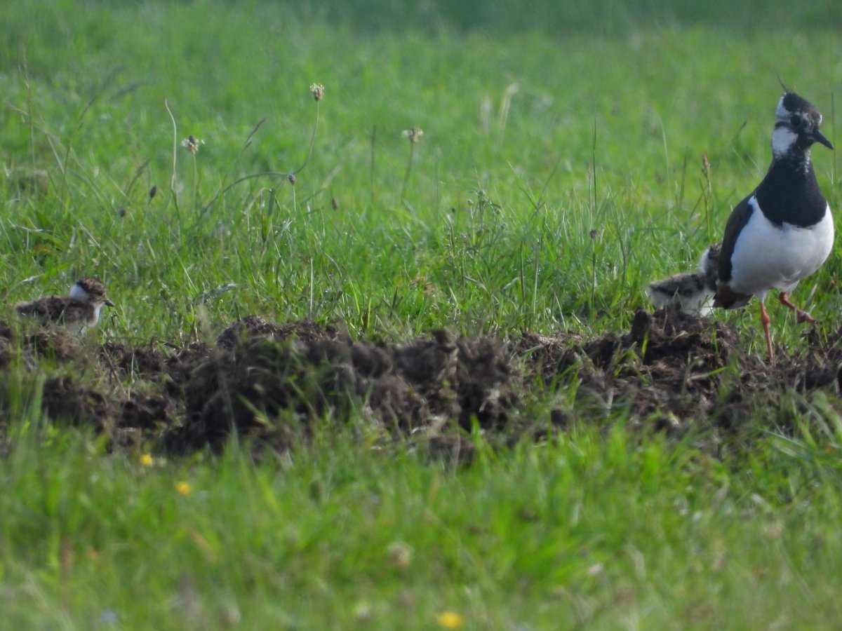 BirdCamBot's tweet photo. "Wait for me!" https://t.co/YjO0A1TQwd