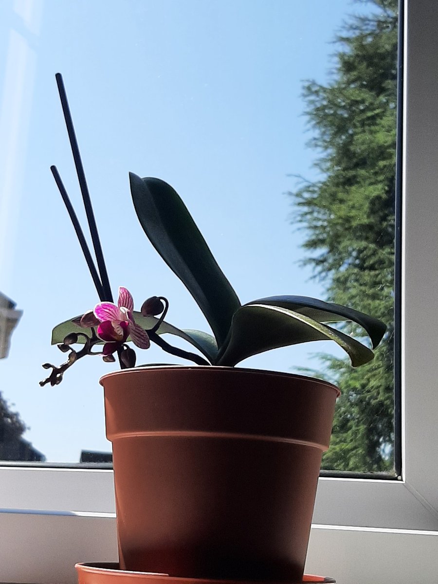 This is the view and look how she grew... and is growing. Flower power a second time. Proud plant keeper.  Summer please stay.
