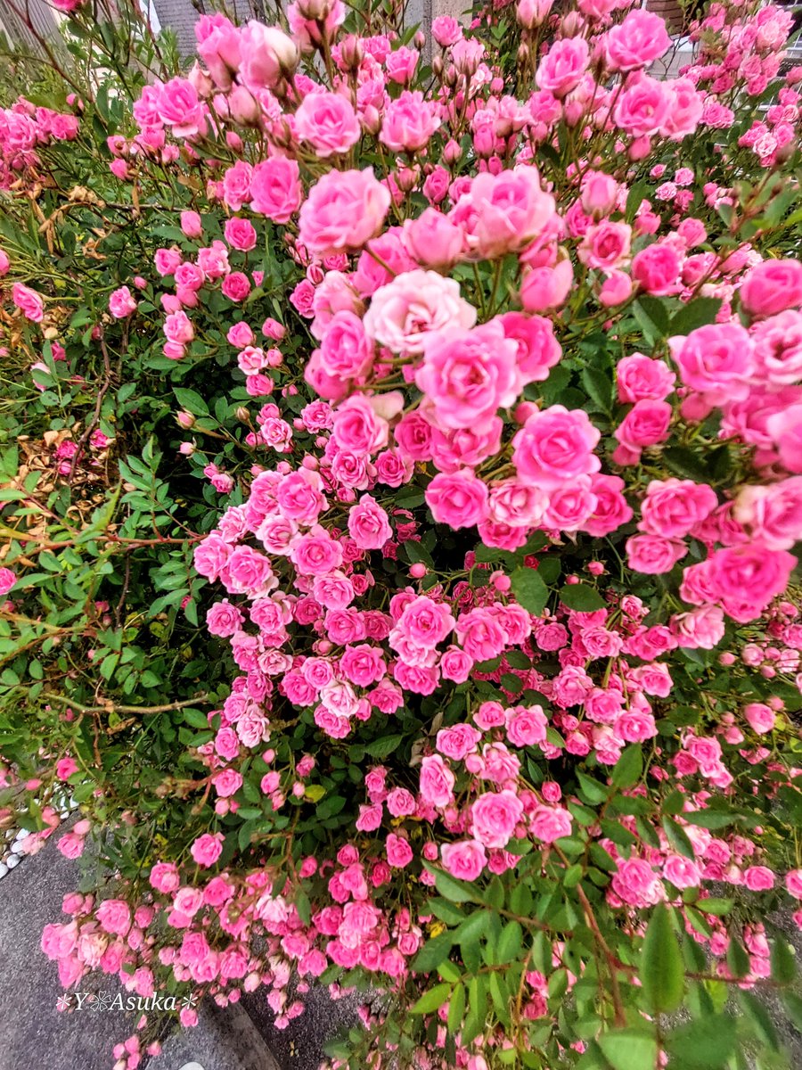 yumeasutw's tweet photo. #ミニバラ が花盛です🌹🌹🌹

花の直径が1㎝位の小さなバラが
枝がしなる程、沢山花を咲かせてくれています🌹🌹🌹🌹🌿

#薔薇 #バラ #Rose
#庭花 #花 #Flower
#マクロ #マクロ撮影 #macro #macrophotography
#pho20240521
#a2024  #a0602 #a202406 #a2024062 https://t.co/oTweAj34mC