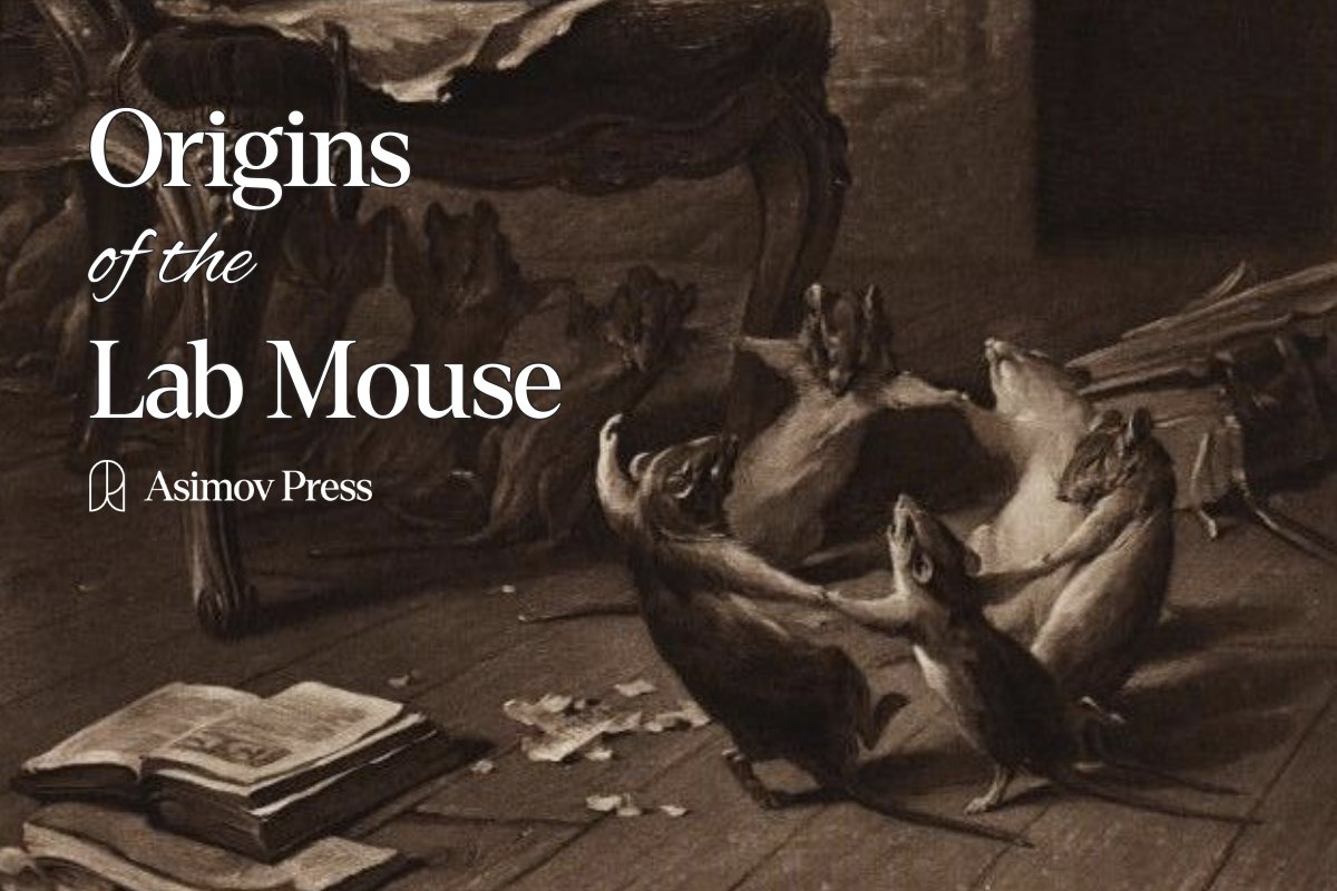 Today we launch ISSUE 03 of Asimov Press. 🧬🧫

Our featured essay is on the Origins of the Lab Mouse. 🐭

It explains how mice made their way from Victorian 'fancy' shows and a farm in Massachusetts to become a biomedical mainstay. By <a href="/Atelfo/">Alex Telford</a>.