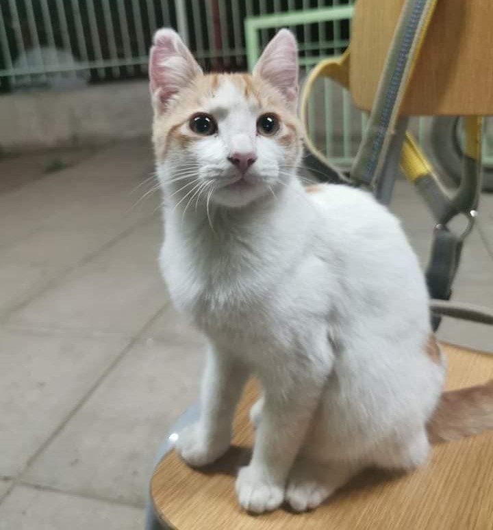 eltuitdemarsh's tweet photo. Hermoso gatito, de 5 meses y medio, en adopción. Si deseas adoptarlo, comunícate al +56948078085. Favor RT! 
#Valparaíso https://t.co/hWSIwjIyq2