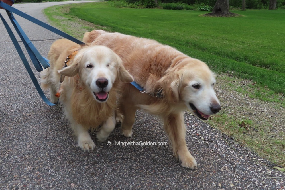 MaineGolden's tweet photo. Today we are participating virtually in the #NHSPCA #PawsWalk because "Every second chance starts with a first step!" #WeekendSmiles #GRC🐾❤ https://t.co/2db9wI6WCI