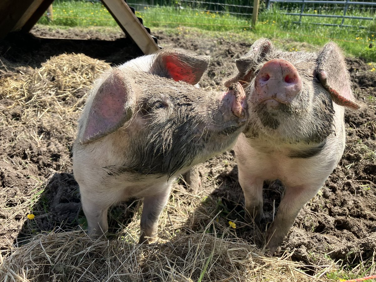 Spa day at the swine chalet, face packs all round.  Loving my little venture into raising Gloucester old spot pigs, total novice but 4 weeks in it’s going ok.