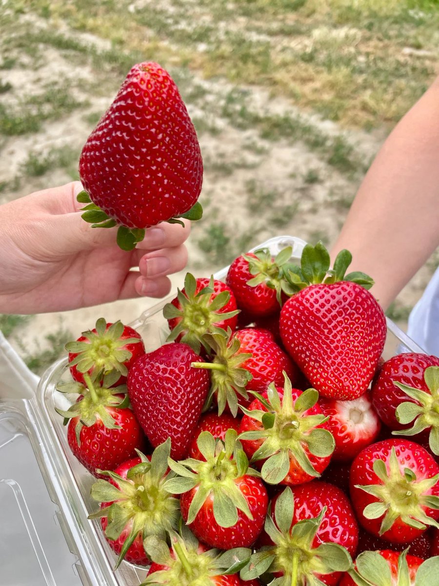 suzettlizardi's tweet photo. 🌿Strawberry Fields, more than an hour away from London, is so fresh🤤 https://t.co/GtYqI2f9cz