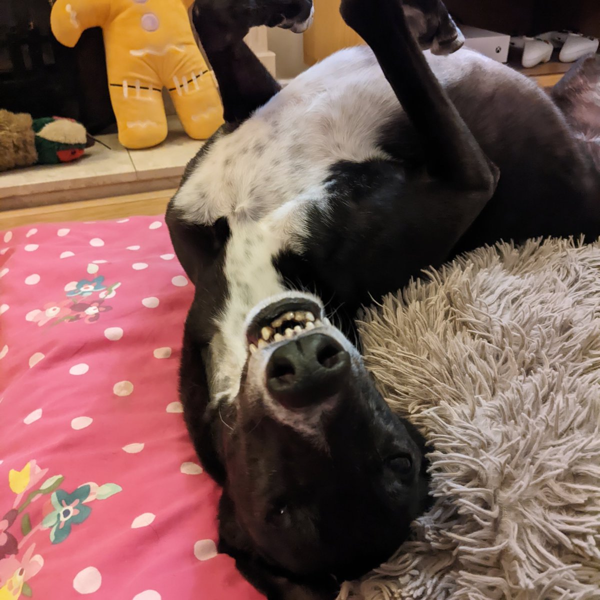 Mr Bee 🐝💚 tweet media