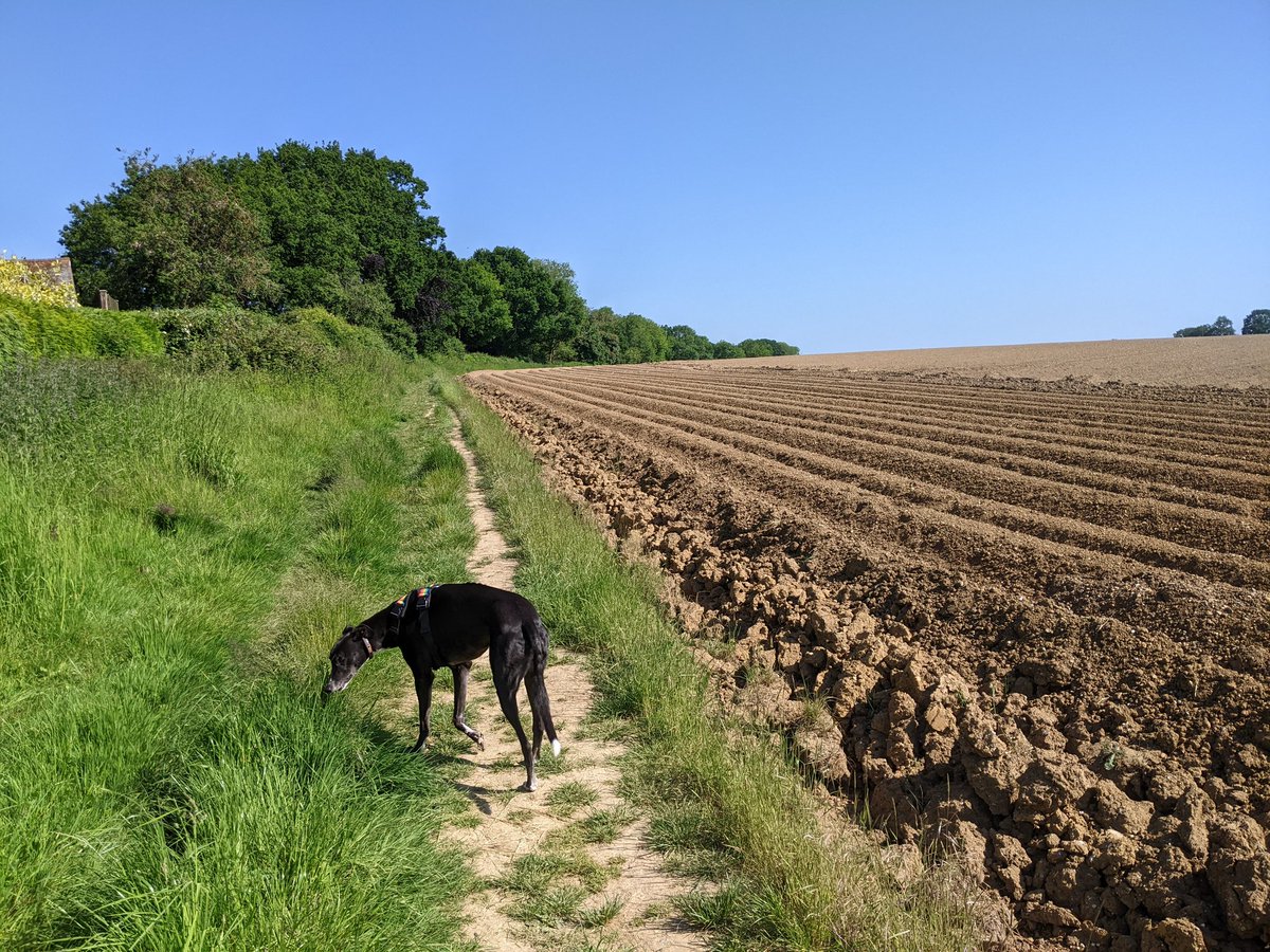 Mr Bee 🐝💚 tweet media