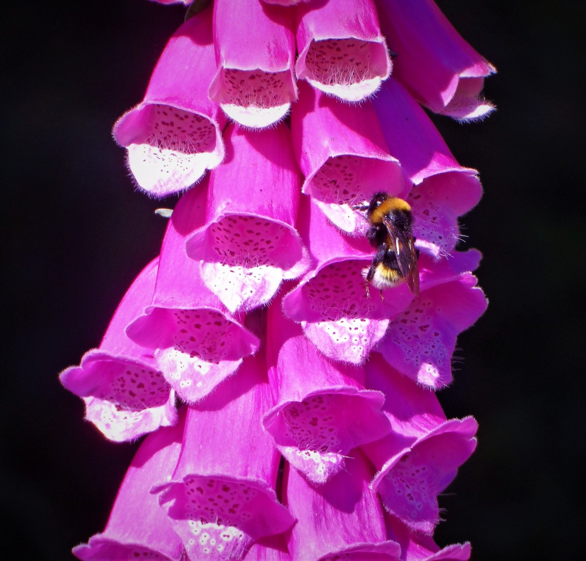 Our self-seeded foxgloves  are now in bloom. The bees are loving them.