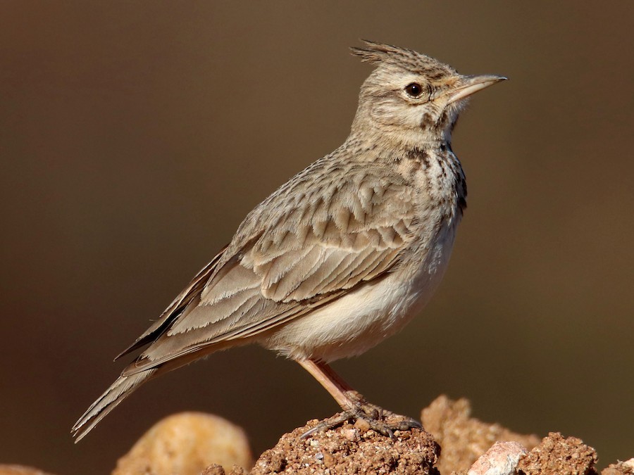 Bird of the day: The Crested Lark (Galerida cristata) is now detectable with the BirdNET app.

Learn more about this species: ebird.org/species/crelar2

Photo: Joaquín Salinas