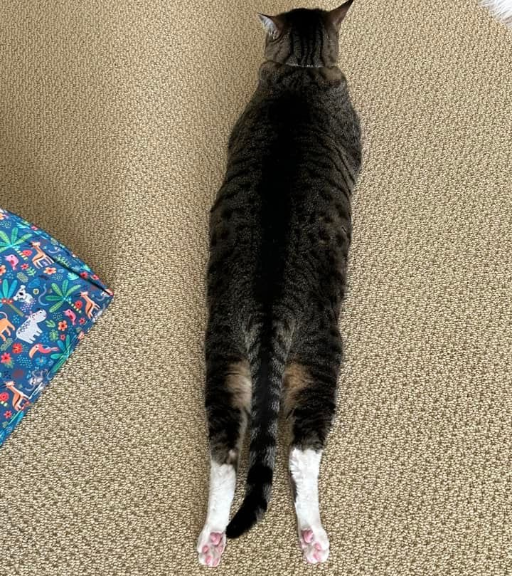 catladybox's tweet photo. 😽 Happy #SundaySplootOff! 😽
Do you love sploots as much as we do? We’re absolutely obsessed with this cute #splootybooty! Thank mew for sharing, Margaret D. 💕 https://t.co/qXefVMpXFF