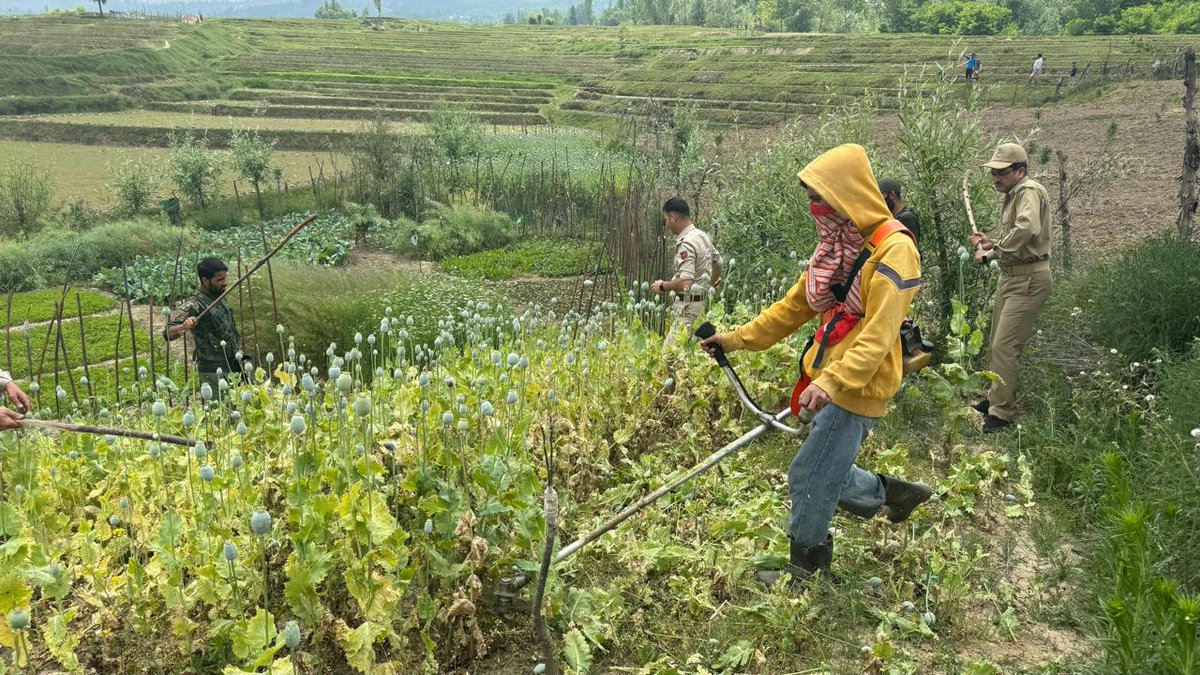 BUDGAM POLICE (@budgampolice) on Twitter photo #Budgam Police launches a special drive against #illegal cultivation of opium poppy along with the team of revenue, excise at two different Places Rawatpora and Khanpora under PS Khag and a case #FIR No 35/2024 has been registered. <a href="/JmuKmrPolice/">J&K Police</a> <a href="/KashmirPolice/">Kashmir Zone Police</a> <a href="/NikhilB__IPS/">Nikhil Borkar</a> #Budgam Police launches a special drive against #illegal cultivation of opium poppy along with the team of revenue, excise at two different Places Rawatpora and Khanpora under PS Khag and a case #FIR No 35/2024 has been registered. <a href="/JmuKmrPolice/">J&K Police</a> <a href="/KashmirPolice/">Kashmir Zone Police</a> <a href="/NikhilB__IPS/">Nikhil Borkar</a>