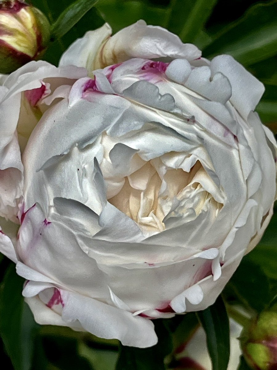 studentoflife's tweet photo. Good morning from Boulder Colorado on a beautiful blue sky day. I hope all of us will be praying for peace and will be sharing our light, hope, and joy with each person we meet today. Our peonies are all blooming! Happy Sunday! https://t.co/aG0rEIkUBM