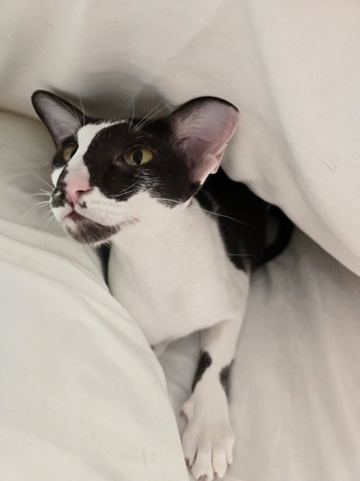 Having a new kitty adventure in Boston where I flew last night to pick up this beautiful creature, Kesa