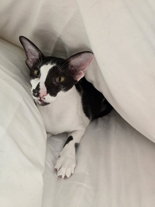 Having a new kitty adventure in Boston where I flew last night to pick up this beautiful creature, Kesa