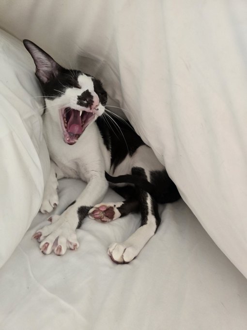 Having a new kitty adventure in Boston where I flew last night to pick up this beautiful creature, Kesa