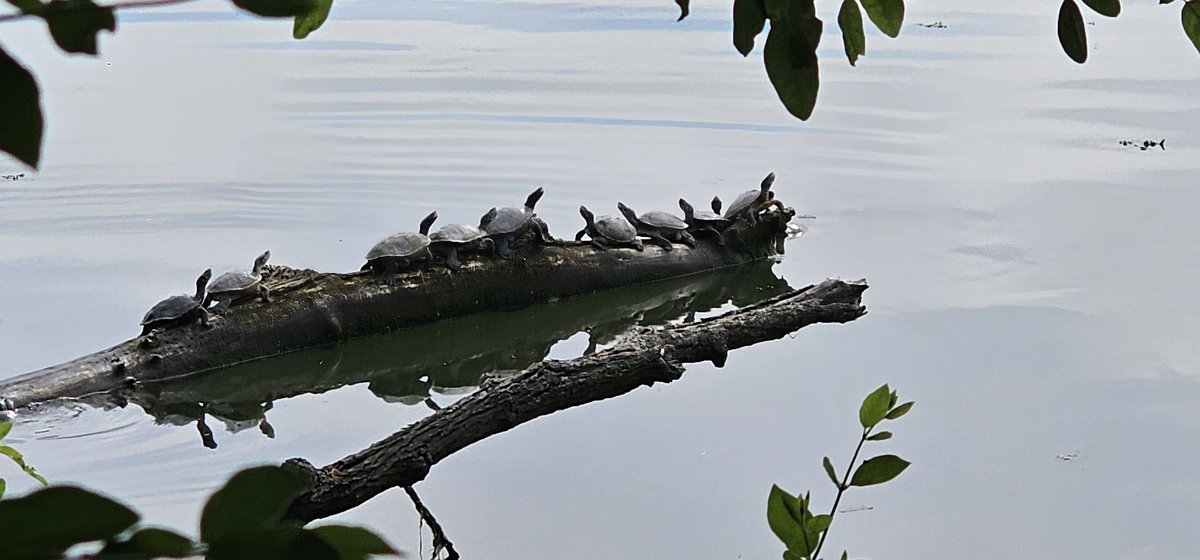 Turtle lineup on a lazy Sunday <a href="/CSHL/">Cold Spring Harbor Laboratory</a>