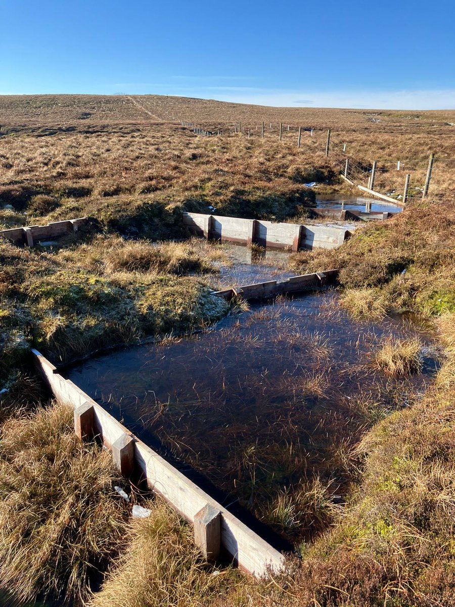 Happy #WorldPeatlandsDay! Did you know that the @nationaltrust, @cumbriawildlife and @forestofbowland have joined forces to restore 2,400 hectares of degraded peatlands across the North West?

Alongside helping to tackle climate change by capturing carbon and greenhouse gases 1/2