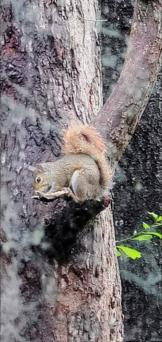 @sciuridaely Awwww🥰 'Only the Shadow(Squirrels) knows.'☺️☺️
🥰🐿🌳🥰🐿🌳📸🥰
💚🐿💚🐿💚🐿💚🐿💚
💚🐿 #Sciuridae! 🐿💚
💚🐿💚🐿💚🐿💚🐿💚
#fightlikeasquirrel  #SquirrelStrong  #SaveGreySquirrelUK 
It has been raining here for 3 days in a row,so images are way worse than the usual bad images☺️