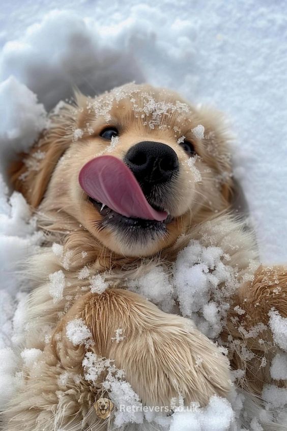 dogs so cute that could save the world (@dogssaveworld) on Twitter photo 