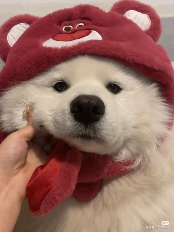 dogssaveworld's tweet photo. https://t.co/RVXon59vPp