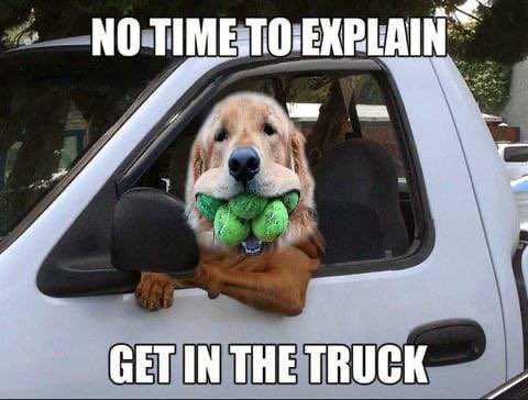$FINLEY - Dog Wif Balls tweet media
