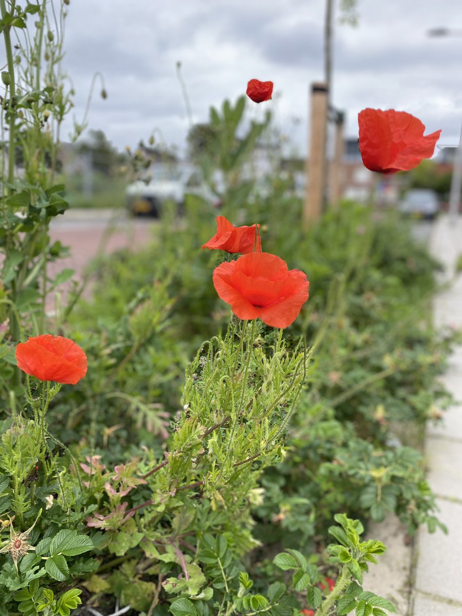 Wauw! Het lijkt erop dat <a href="/GemWestland/">Gemeente Westland</a> minder maait. En dat levert deze kleurrijke beelden op 😍 en het is ook nog eens heel goed voor de biodiversiteit. 

#wldebat #biodiversiteit <a href="/WVerstandig/">Westland Verstandig</a> <a href="/D66Westland/">D66 Westland</a>