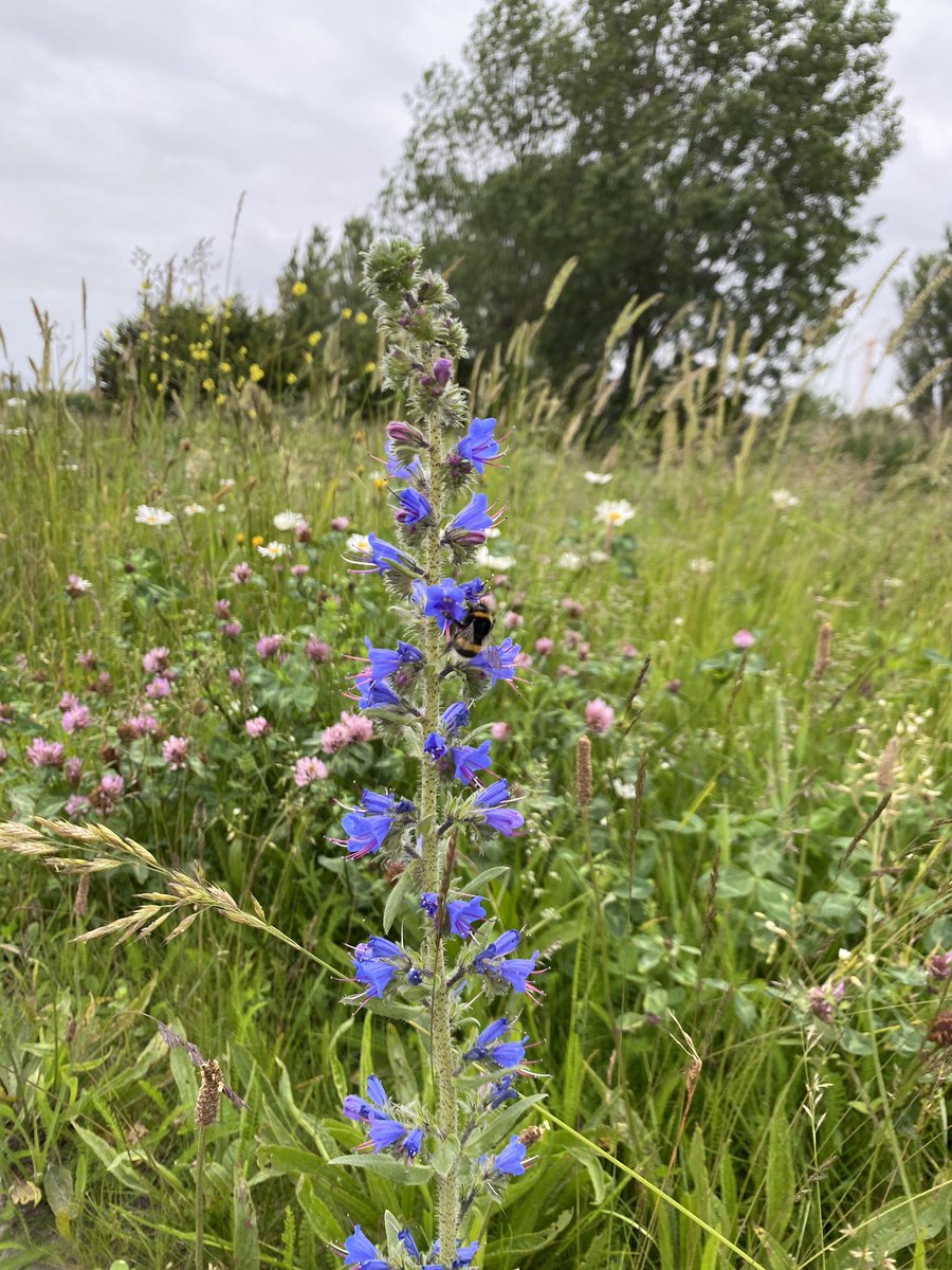 GroeneDromers's tweet photo. Wauw! Het lijkt erop dat @GemWestland minder maait. En dat levert deze kleurrijke beelden op 😍 en het is ook nog eens heel goed voor de biodiversiteit. 

#wldebat #biodiversiteit @WVerstandig @D66Westland https://t.co/C4Sj2ZUGQO