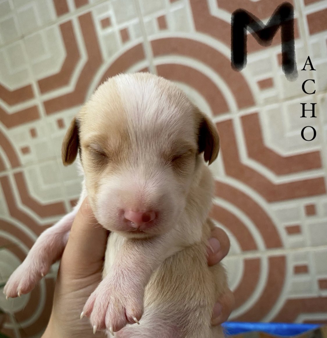 brrndaa_'s tweet photo. CACHORRITOS MACHO EN ADOPCIÓN‼️
#adopcion #adopta #cachorros #sevilla #Andalucía #Extremadura https://t.co/7abTGP6NAg