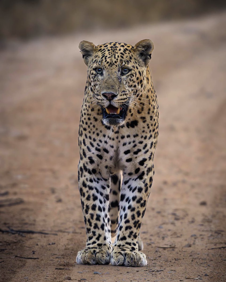 Rana