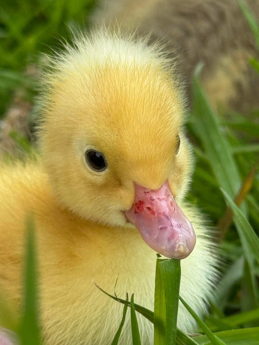 Farmily_buckets's tweet photo. Cutness overload at the farm 💕
So much new life hatching at the moment and we’ve loving getting to know them all. Thank you @caroline.le.bourgeois for helping Chris to capture it all.
More super cute photos to come.
#caenhillcc #justhatched #supercute #ducklings #sofluffy https://t.co/0GEJ7UHtCF