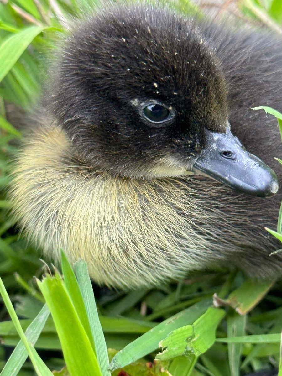Farmily_buckets's tweet photo. Cutness overload at the farm 💕
So much new life hatching at the moment and we’ve loving getting to know them all. Thank you @caroline.le.bourgeois for helping Chris to capture it all.
More super cute photos to come.
#caenhillcc #justhatched #supercute #ducklings #sofluffy https://t.co/0GEJ7UHtCF