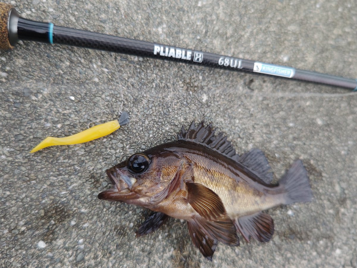 ozaki_garyu's tweet photo. 令和6年6月2日 相馬陸っぱり
清掃活動後 午後からデイメバル🎣
雨がザーザー降りになり終了
#PR #OceanRuler #クレイジグ波動カスタムモデル #リグデザイン #リーブイ #waum #ワウムシャッド40 #136glass #136偏光サングラス #シューユウ #FIDELITY #PLIABLE68ul #プライアブル68UL https://t.co/4mlnDhlxDN